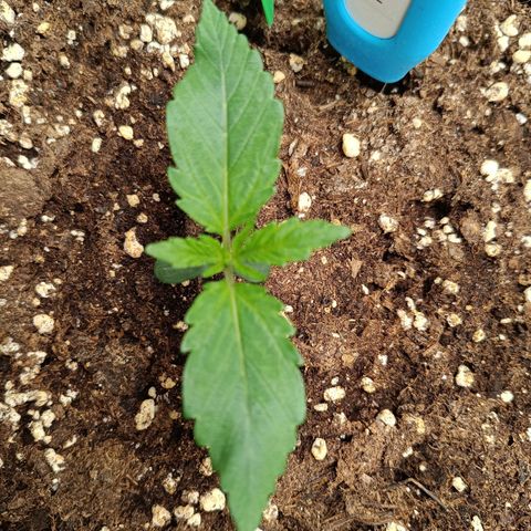Green Gelato 2 growlog timeline photo