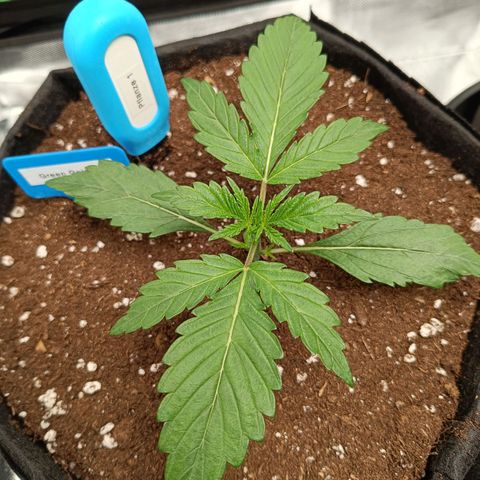 Green Gelato 1 growlog timeline photo