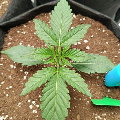 Green Gelato 2 growlog timeline photo