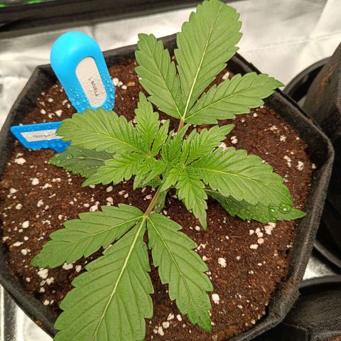 Green Gelato 1 growlog timeline photo
