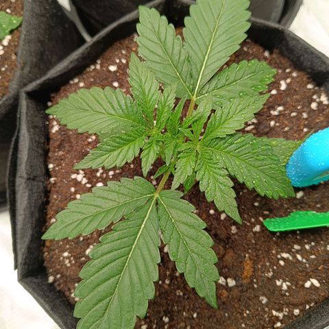 Green Gelato 2 growlog timeline photo