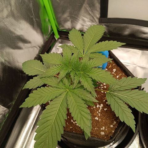 Green Gelato 1 growlog timeline photo