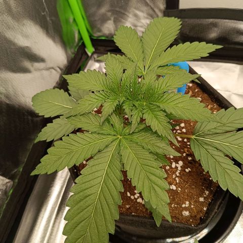 Green Gelato 1 growlog timeline photo