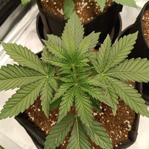Green Gelato 2 growlog timeline photo