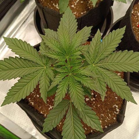 Green Gelato 2 growlog timeline photo