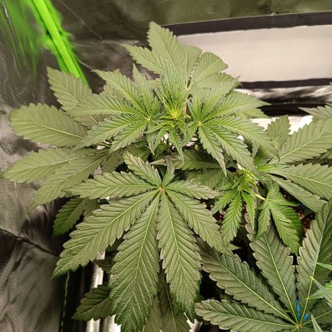 Green Gelato 1 growlog timeline photo