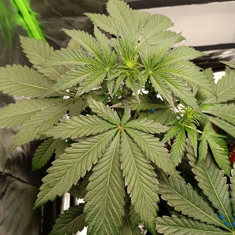 Green Gelato 1 growlog timeline photo
