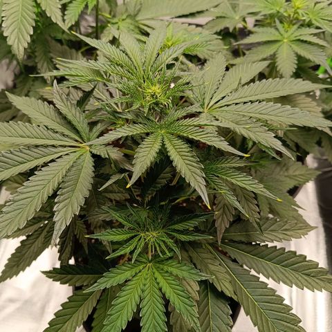 Green Gelato 2 growlog timeline photo