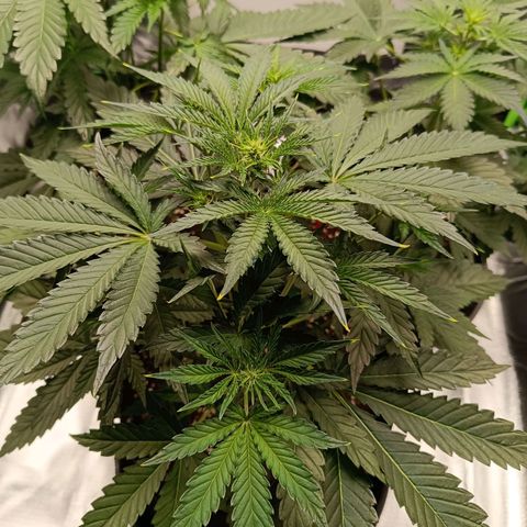 Green Gelato 2 growlog timeline photo