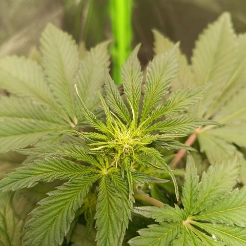 Green Gelato 1 growlog timeline photo