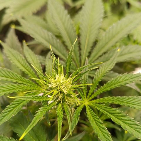 Green Gelato 2 growlog timeline photo