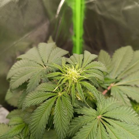 Green Gelato 1 growlog timeline photo