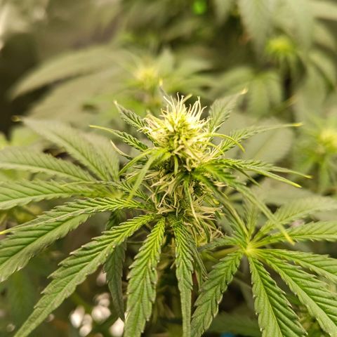 Green Gelato 2 growlog timeline photo