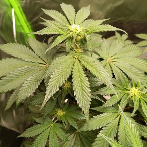 Green Gelato 1 growlog timeline photo