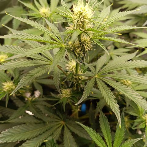 Green Gelato 2 growlog timeline photo