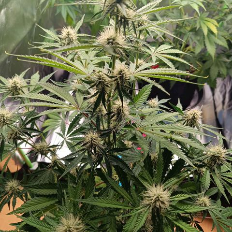 Green Gelato 2 growlog timeline photo