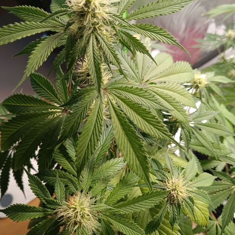 Green Gelato 1 growlog timeline photo