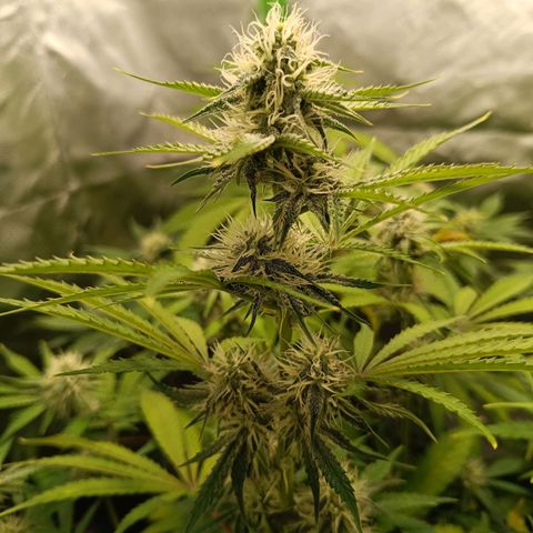 Green Gelato 2 growlog timeline photo