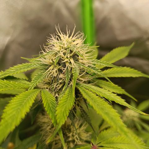 Green Gelato 1 growlog timeline photo
