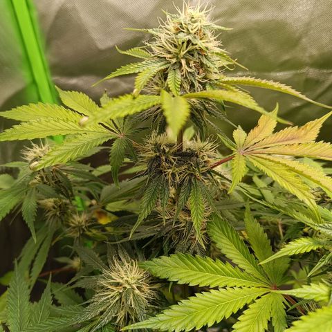 Green Gelato 1 growlog timeline photo
