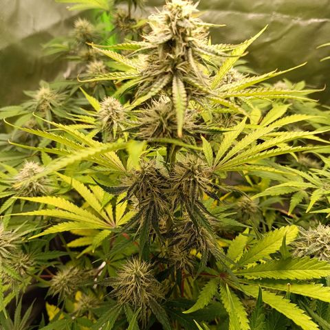 Green Gelato 2 growlog timeline photo