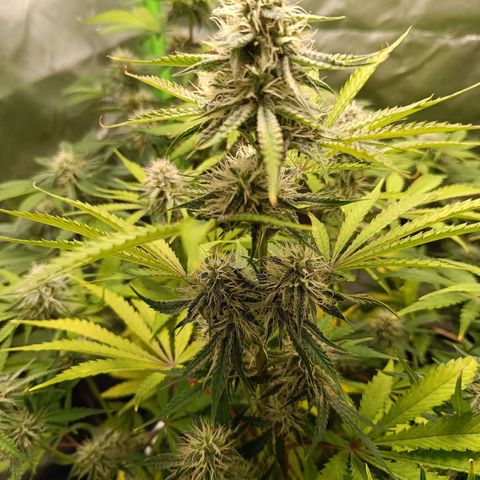 Green Gelato 2 growlog timeline photo