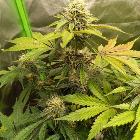 Green Gelato 1 growlog timeline photo