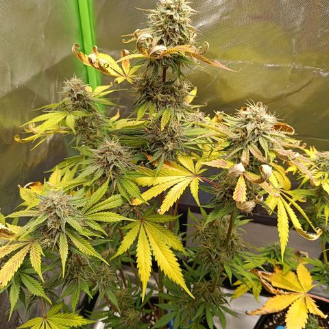 Green Gelato 1 growlog timeline photo