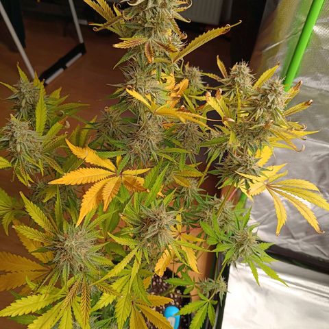 Green Gelato 2 growlog timeline photo