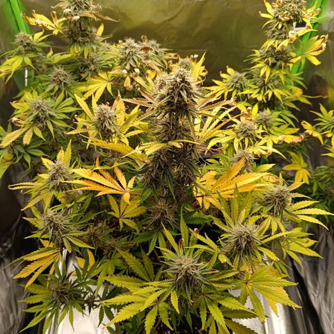 Green Gelato 1 growlog timeline photo