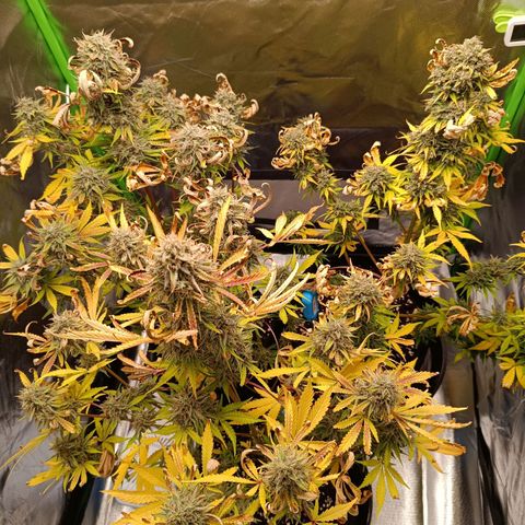 Green Gelato 1 growlog timeline photo