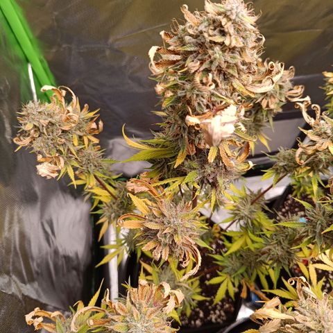 Green Gelato 1 growlog timeline photo