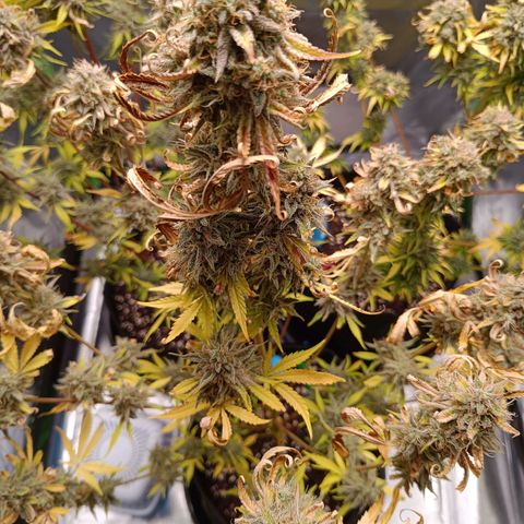 Green Gelato 2 growlog timeline photo