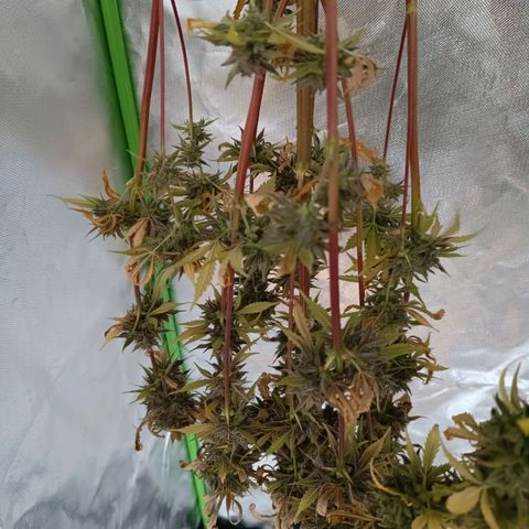 Green Gelato 1 growlog timeline photo