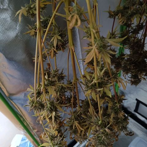 Green Gelato 2 growlog timeline photo