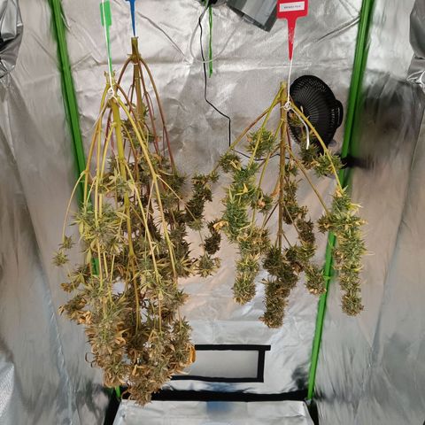 Green Gelato 1 growlog timeline photo