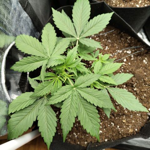 Amnesia Haze Auto growlog timeline photo