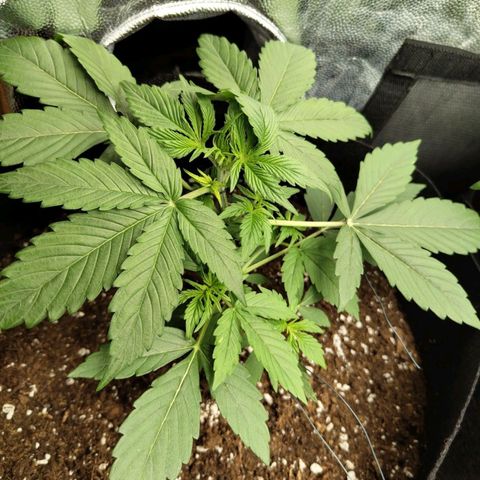 Amnesia Haze Auto growlog timeline photo