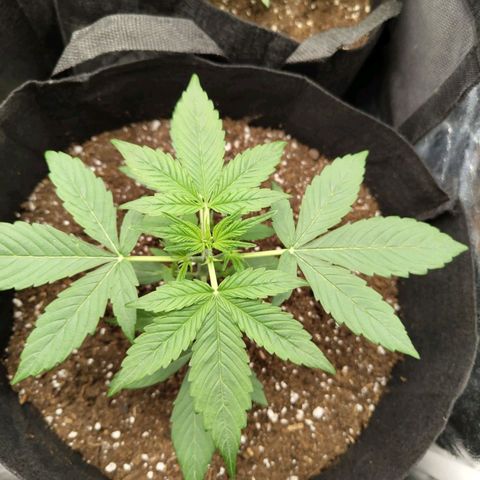 Auto Super OG Kush growlog timeline photo