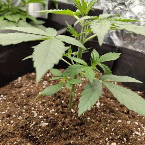 Auto Super OG Kush growlog timeline photo