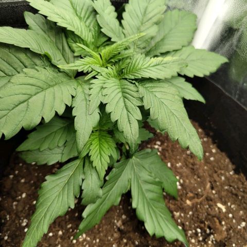 Euphoria growlog timeline photo