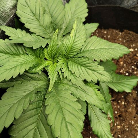 Euphoria growlog timeline photo