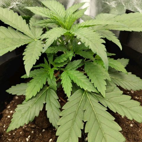 Amnesia growlog timeline photo