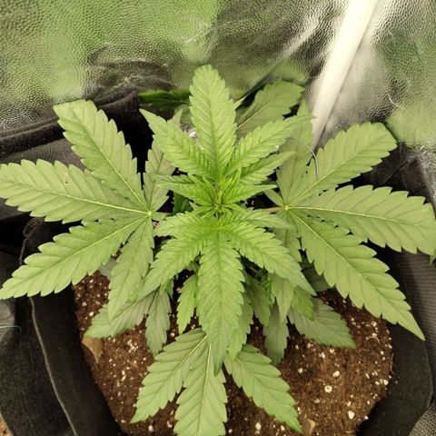 Amnesia growlog timeline photo