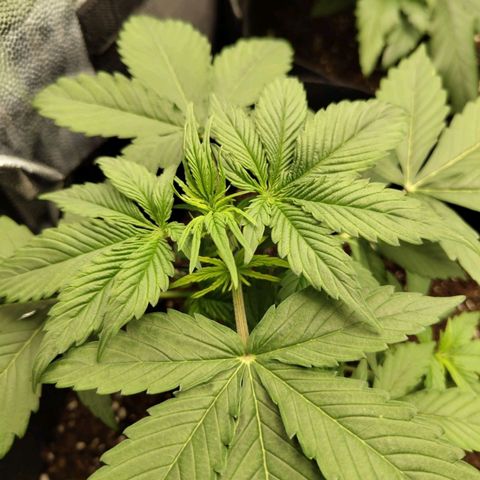 Amnesia Haze Auto growlog timeline photo