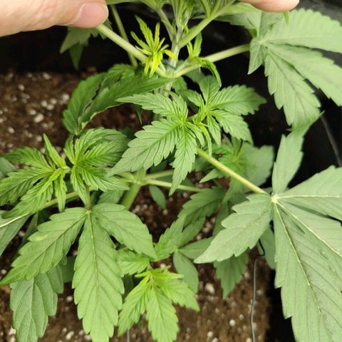 Amnesia Haze Auto growlog timeline photo