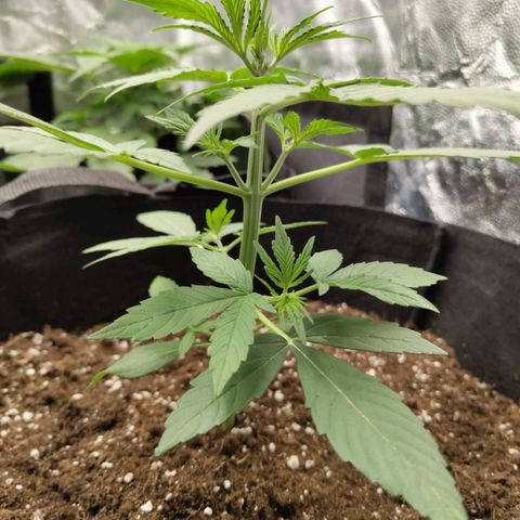 Auto Super OG Kush growlog timeline photo