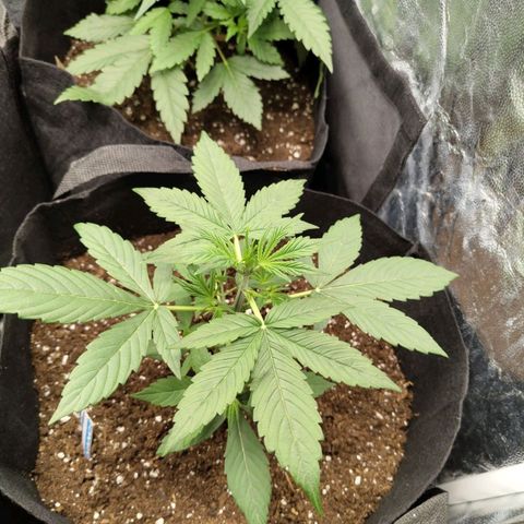 Auto Super OG Kush growlog timeline photo