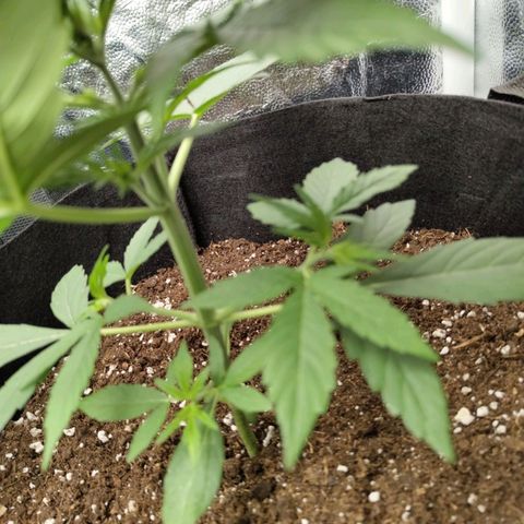Auto Super OG Kush growlog timeline photo