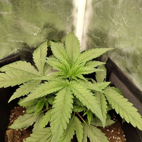 Amnesia growlog timeline photo
